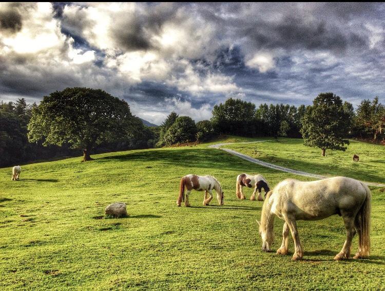 קיל איירן Muckross Riding Stables מראה חיצוני תמונה